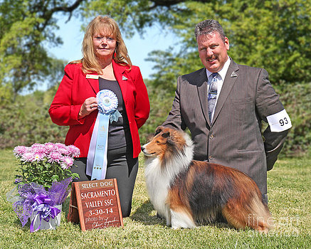 4.GCh.Shadland Risky Business