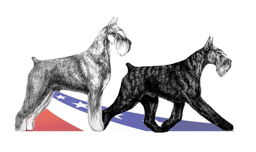 GiantSchnauzerClubofAmericaRedWhiteandBlue