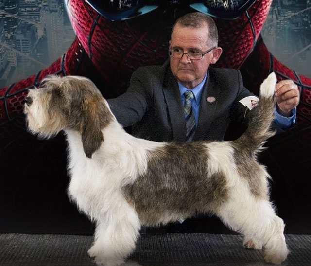 petit basset griffon vendeen