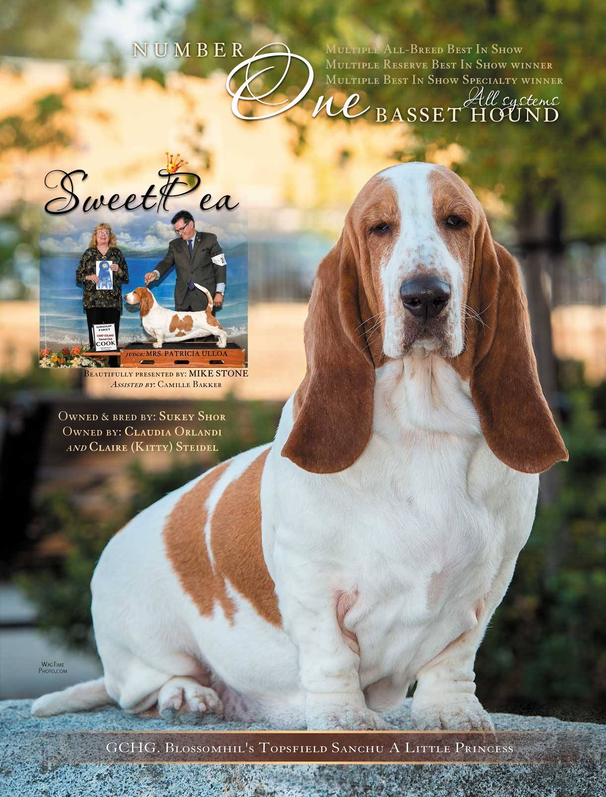 18527421_2290477607843065_8652593007156503683_o