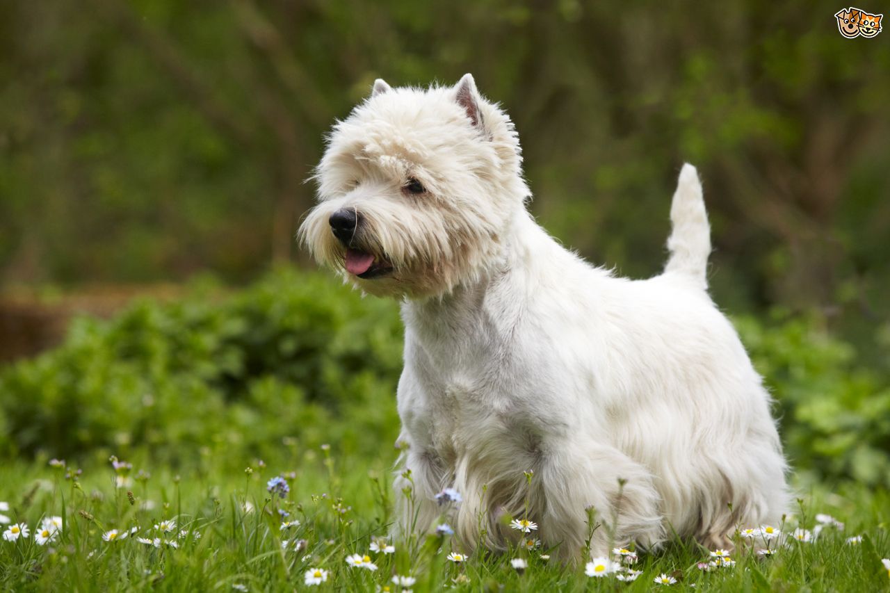 spotlight-on-the-west-highland-white-terrier-winner-at-crufts-56ea7f65e8e3d
