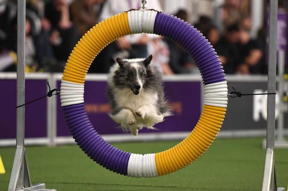 067_agility2018008