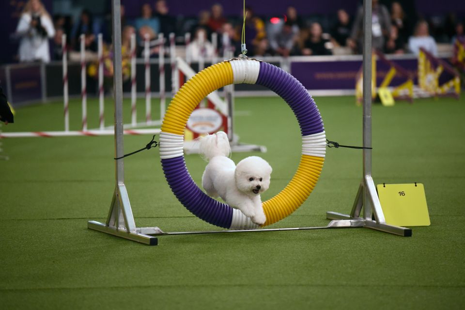 21e_agility2018025
