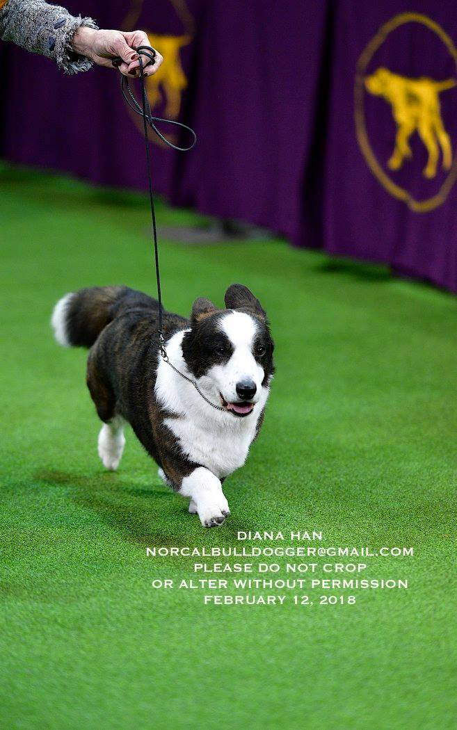 27788138_957675427690944_5619034207703617186_o