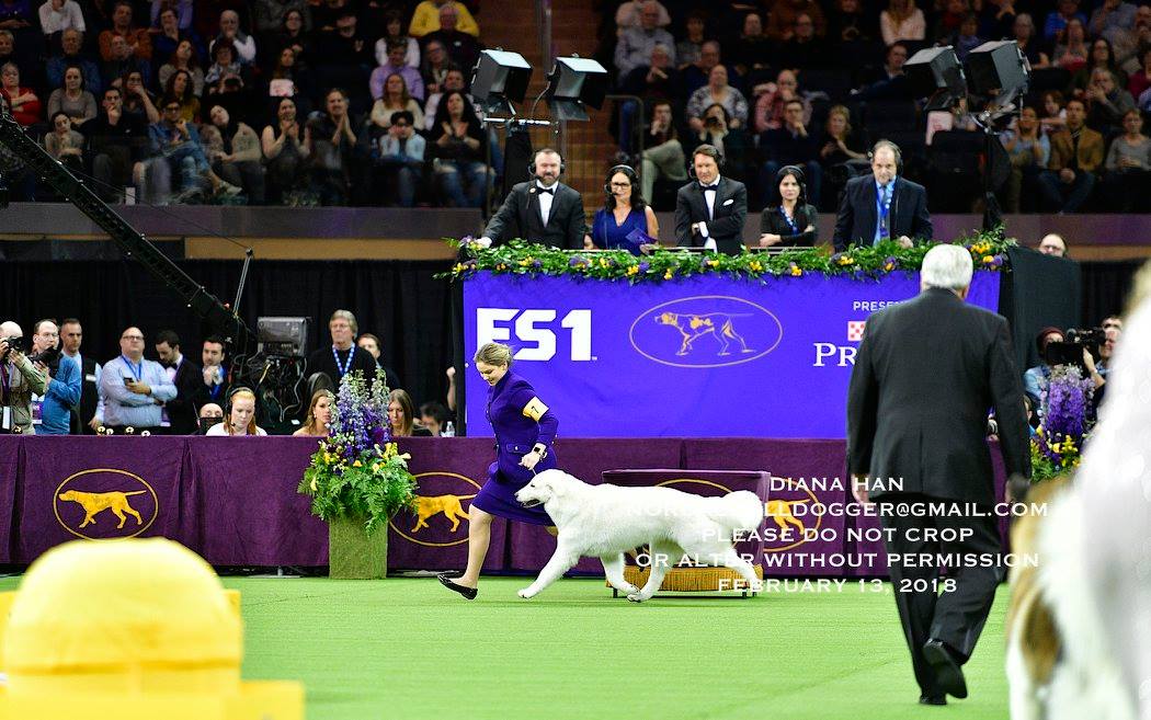 27788867_958525770939243_8092660501597806830_o