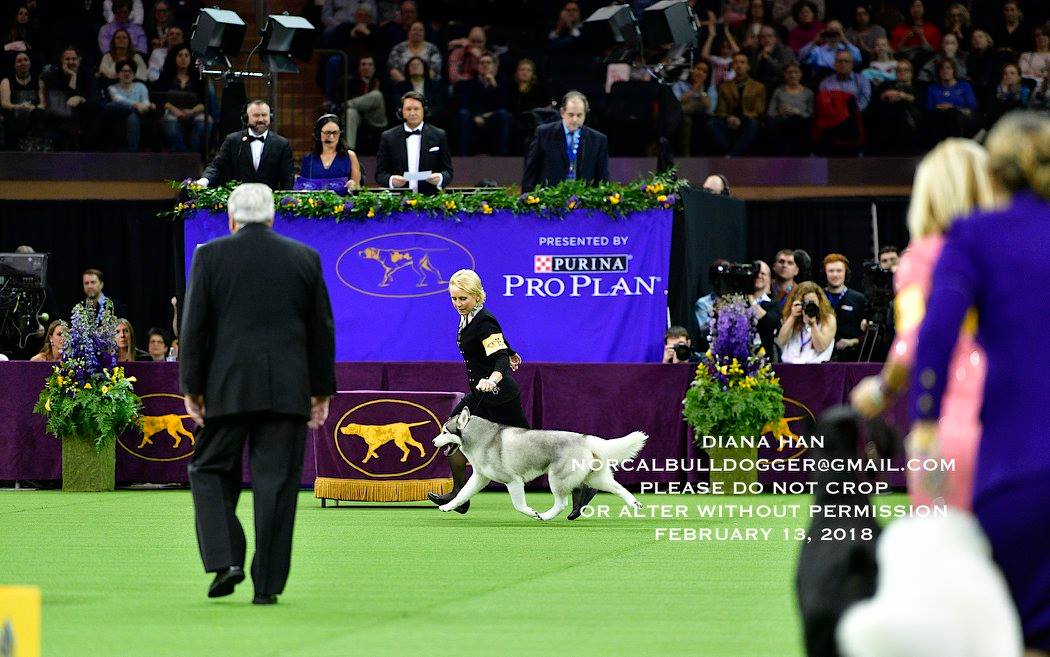 27912577_958525774272576_4815621048681338603_o