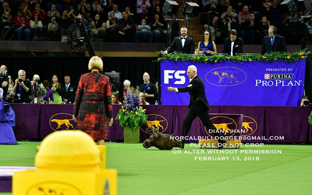 27913104_958532620938558_1687512968131107723_o