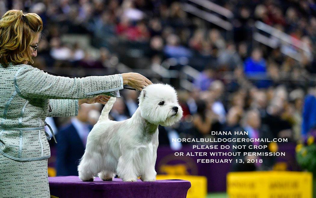 27982867_958528504272303_7097556254461495624_o