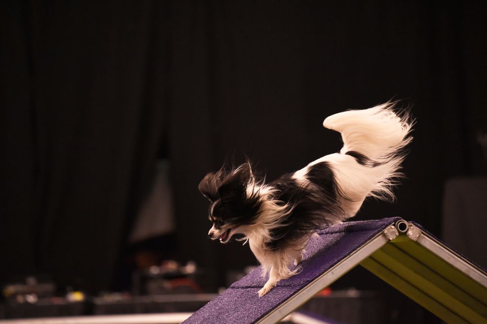 4ef_agility2018026
