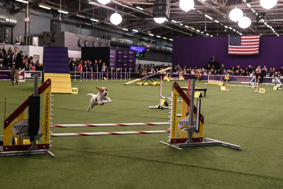 aed_agility2018015