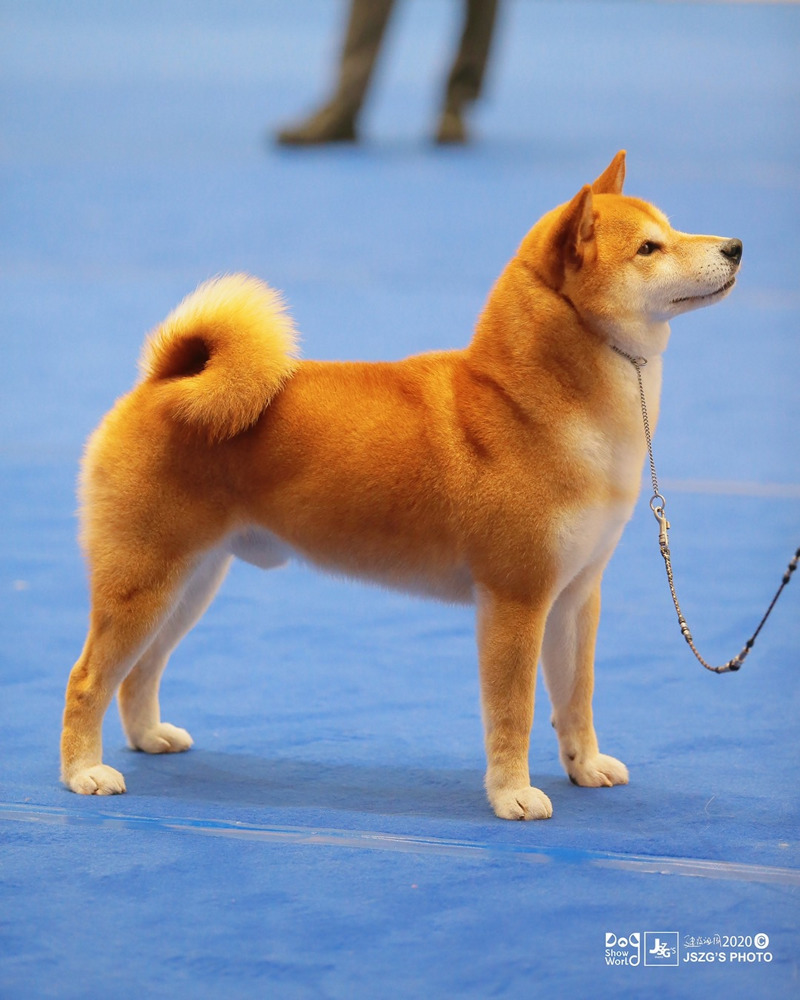 2020 FCI中国区全犬种名犬排行榜——柴犬小八汉森林犬舍- 犬界网