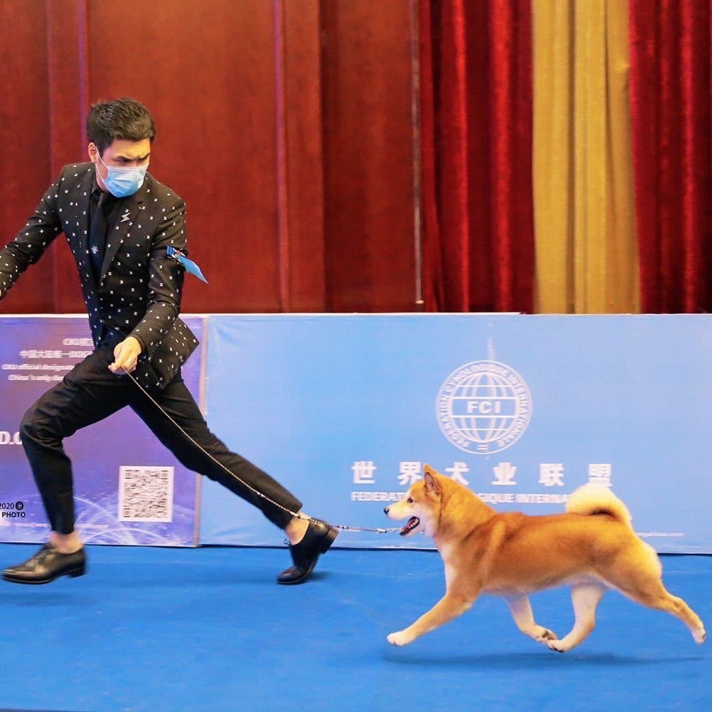 2020 FCI中国区全犬种名犬排行榜——柴犬小八汉森林犬舍- 犬界网