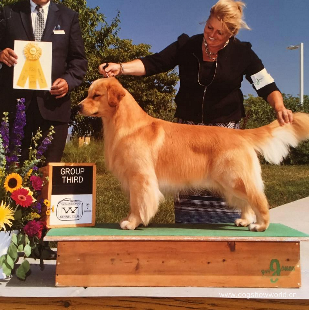 akc golden retriever top 10 dogs–akc金毛寻回猎犬 top 10