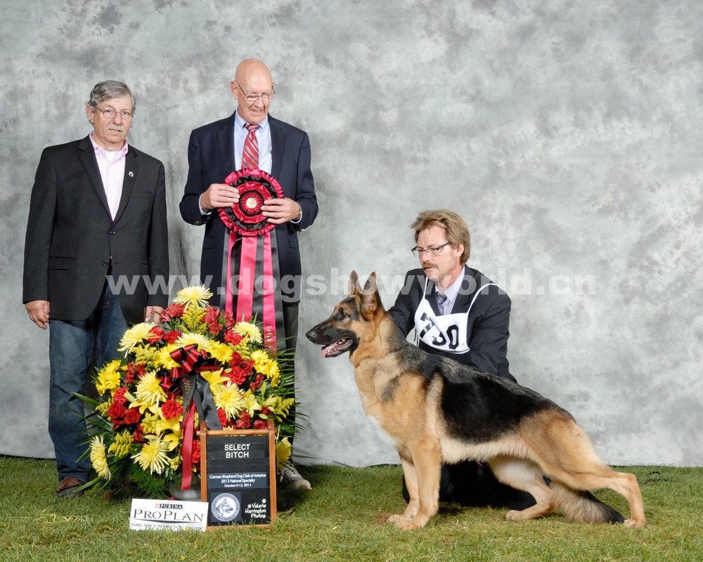 dnmagazineherdinggrouptop10–akc畜牧犬组top10dogs